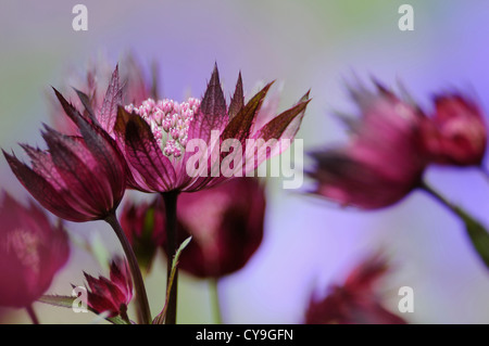 Astrantia carniolica 'Rubra', Dwarf Red masterwort. Vista laterale del profondo rosso fiori aperti. Foto Stock