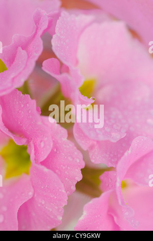 Primula cultivar, Primrose. Close-up di un mazzo di fiori di colore rosa in un vaso. Foto Stock