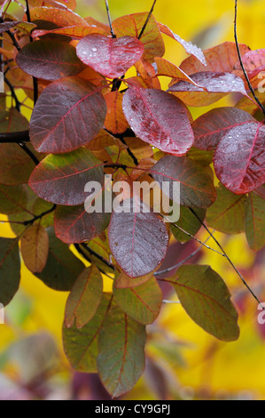 Cotinus coggygria 'Royal Purple', fumo bush. Close-up di foglie di colore viola sui rami dell'albero. Foto Stock
