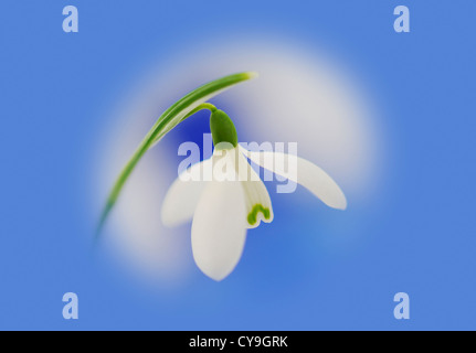 Galanthus nivalis, Snowdrop. Unico fiore bianco su uno stelo contro un blu e sfondo bianco. Foto Stock