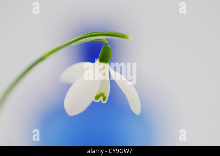 Galanthus nivalis, Snowdrop. Unico fiore bianco su uno stelo contro un blu e sfondo bianco. Foto Stock