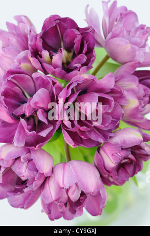 Tulipa cultivar, Tulip. Mazzetto di flamboyant vistose viola i tulipani in un vaso visto da sopra. Foto Stock