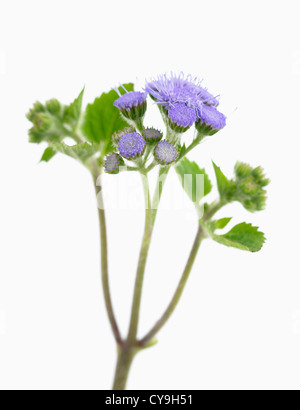 Ageratum houstonianum, fiore di filo interdentale. Blu porpora fiori e foglie su un unico stelo contro uno sfondo bianco. Foto Stock