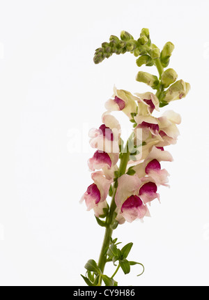 Antirrhinum majus, bocca di leone. Unico stelo con abbondanti fiori rosa e bianchi contro uno sfondo bianco. Foto Stock