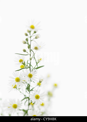 Aster pringlei 'Monte Cassino", bianco e giallo a forma di margherita fiori su uno stelo Nello shallow focus contro uno sfondo bianco. Foto Stock
