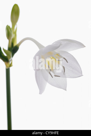 Eucharis amazonica, Amazon lily. Unico fiore retroilluminata su uno stelo con boccioli contro uno sfondo bianco Foto Stock