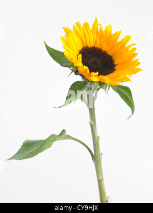 Unica fioritura, girasole Helianthus annuus 'Sunrich arancione", contro uno sfondo bianco Foto Stock