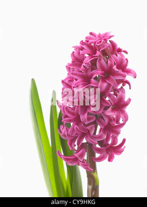 Unica fioritura rosa stelo di Hyacinthus orientalis "Woodstock", giacinto, contro uno sfondo bianco, Foto Stock