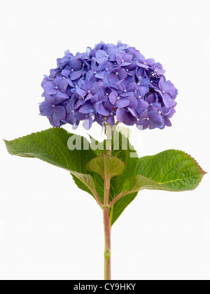 Unico colore blu Lacecap hydrangea, Hydrangea macrophylla "diamond Blue', su un gambo frondoso contro uno sfondo bianco Foto Stock