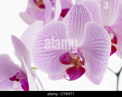 Phalaenopsis 'Shanghai', Moth orchid singolo stelo con fiori viola contro uno sfondo bianco Foto Stock