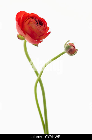 Ranunculus asiaticus 'l'eleganza Red', Persiano Rosso ranunculus contro uno sfondo bianco. Foto Stock