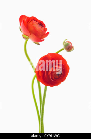 Ranunculus asiaticus 'l'eleganza Red', Persiano Rosso ranunculus contro uno sfondo bianco. Foto Stock