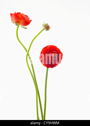 Ranunculus asiaticus 'l'eleganza Red', Persiano Rosso ranunculus contro uno sfondo bianco. Foto Stock