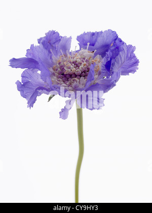 La Scabiosa caucasica 'Staefa', Singolo blu fiore Scabious contro uno sfondo bianco Foto Stock