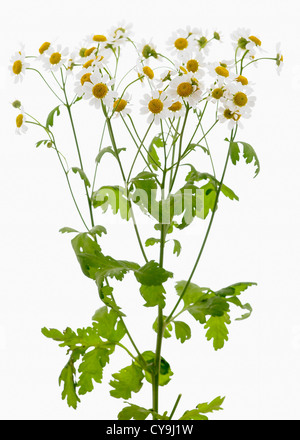 Tanacetum parthenium, Matricale fiori di colore giallo su verde gambi frondosi contro uno sfondo bianco Foto Stock