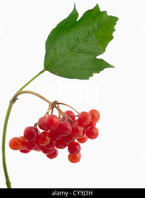 Viburnum opulus 'Compactum', Compact viburno rose rosse bacche contro uno sfondo bianco Foto Stock