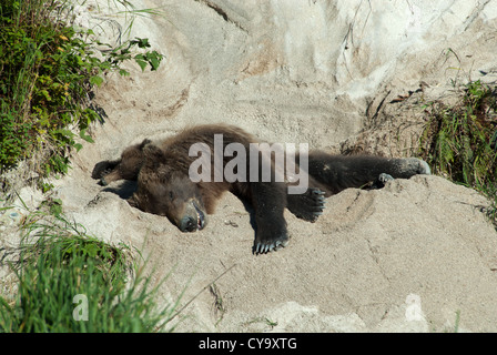 Brownbear seminare con cub dormire nel letto da giorno scavata su un pendio di sabbia. Kinak Bay, Katmai NP. Alaska Foto Stock