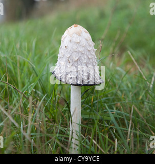 Coprinus comatus Shaggy copertura di inchiostro fungo fungo Foto Stock
