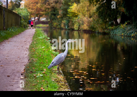 Heron accanto al Birmingham e Worcester Canal, Edgbaston, Birmingham Foto Stock