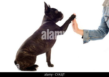 Un bulldog francese di dare la sua zampata al suo proprietario Foto Stock