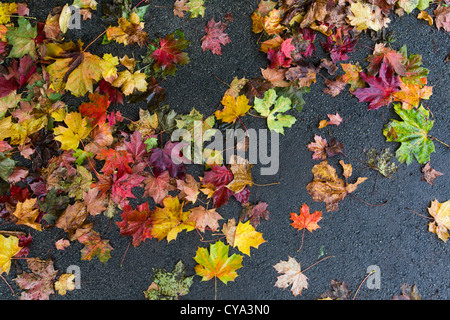 Wet Foglie di autunno giacente su di una strada asfaltata a Birmingham, Regno Unito Foto Stock