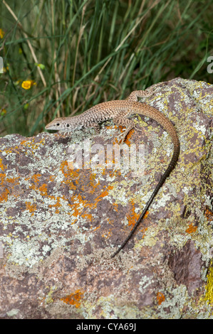 Western Whiptail Aspidoscelis tigri centrale, California, Stati Uniti 31 luglio femmina adulta Teiidae Foto Stock