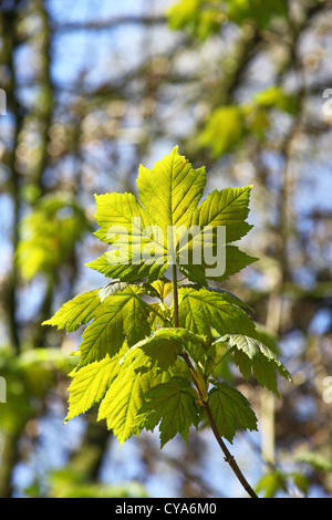 Le foglie illuminate dal sole di un platano comune (Acer pseudoplatanus) tree Foto Stock