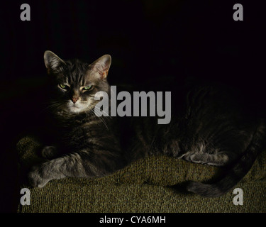 Bailey's Sunbeam-Cat rilassante nella luce soffusa di un tardo pomeriggio sunbeam Foto Stock