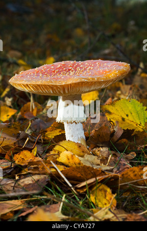 Fly Agaric o Fly Amanita Foto Stock