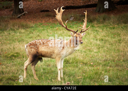 Un cervo maschio di Knole Park, Sevenoaks, Kent. Regno Unito Foto Stock