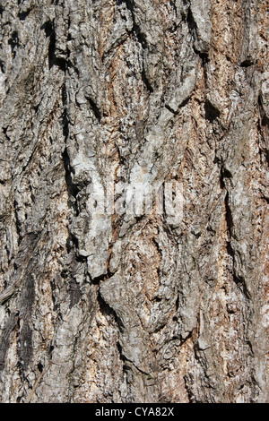 Corteccia di albero - close-up foto Foto Stock