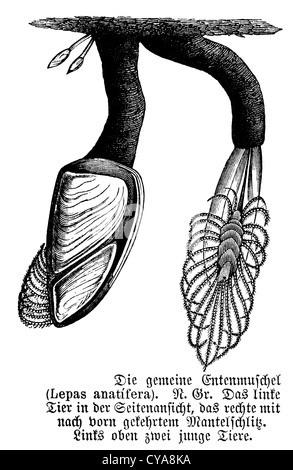 Comune barnacle oca Foto Stock