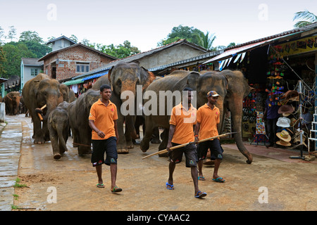 Gli elefanti da Pinawalla l'Orfanotrofio degli Elefanti, Sri Lanka, camminando attraverso il villaggio di Kegella Foto Stock