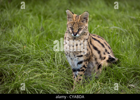 Serval cub 3 mesi di età Foto Stock