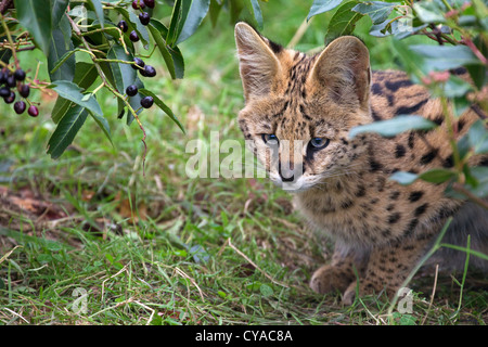 Serval cub 3 mesi di età Foto Stock