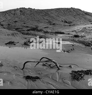 Gli stocchi di alghe marine, Spiaggia, Co Down, Irlanda del Nord, in bianco e nero Foto Stock