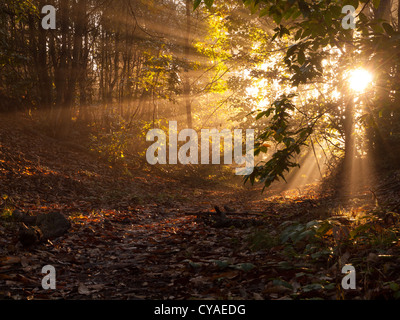 La Foresta di Sherwood Autunno Sunrise Foto Stock