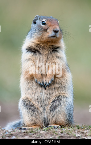 Carino scoiattolo di terra nel parco nazionale di Banff, Canada Foto Stock