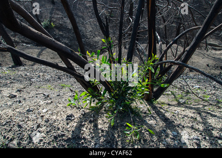 Nuovi germogli tra gli alberi bruciati, un anno dopo un incendio di foresta in Cipro Foto Stock