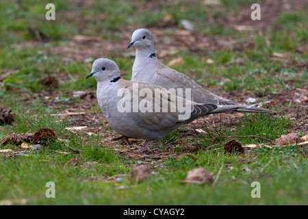 Due eurasiatica colombe a collare (Streptopelia decaocto) alimentazione a terra sull'Isola di Quadra, BC, Canada in aprile Foto Stock