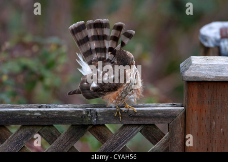 Sharp-shinned Hawk (Accipiter striatus) preening immaturi sulla recinzione in Nanaimo, Isola di Vancouver, BC, Canada in Marzo Foto Stock