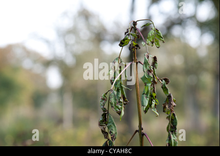 Sintomi precoci di deperimento di cenere sul giovane ceduo di cenere in Wayland legno, Norfolk Foto Stock