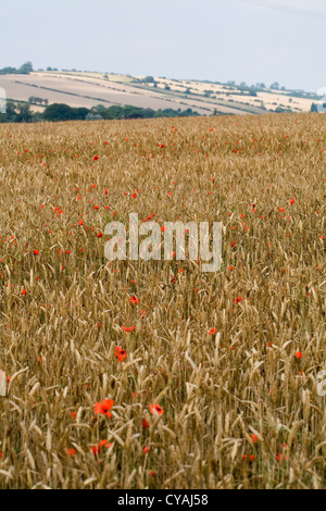 Poppies in un cornfield tra la maturazione grano vicino Pocklington Yorkshire Wolds East Yorkshire Inghilterra Foto Stock