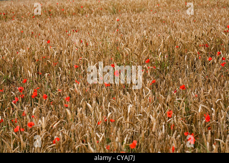 Poppies in un cornfield tra la maturazione grano vicino Pocklington Yorkshire Wolds East Yorkshire Inghilterra Foto Stock