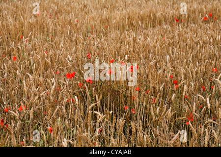 Poppies in un cornfield tra la maturazione grano vicino Pocklington Yorkshire Wolds East Yorkshire Inghilterra Foto Stock