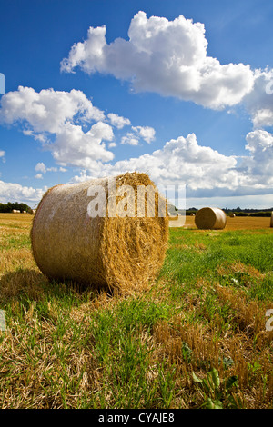 Di una balla di paglia in un campo NORFOLK REGNO UNITO Foto Stock