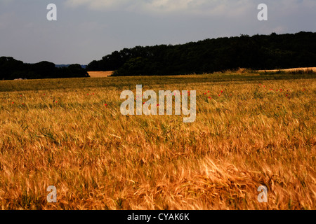 Poppies in un cornfield tra la maturazione grano vicino Pocklington Yorkshire Wolds East Yorkshire Inghilterra Foto Stock