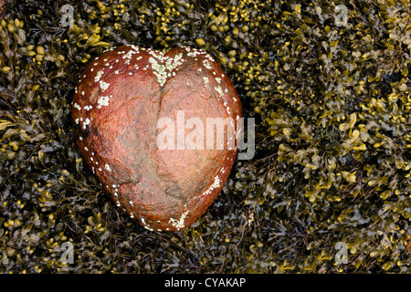 Un cuore di roccia a forma di coperte di cirripedi accoccolato tra le alghe con la bassa marea. Foto Stock