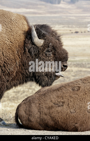 Bisonti americani - Bull guardia su una femmina durante la routine annuale Foto Stock