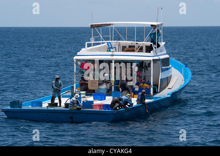 Tonno maldiviano barca da pesca con Pantropical Spotted Delfino Stenella attenuata, porpoising davanti ad esso. Maldive. Foto Stock